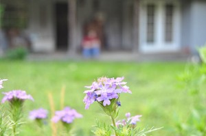 365-verbena-house