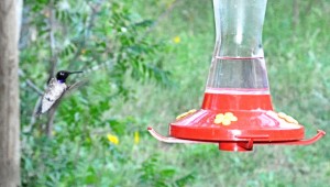 hummingbird-3