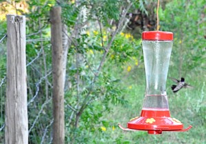 hummingbird2