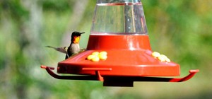 ruby-throated-hummingbird