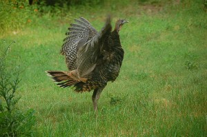 turkey-stretching